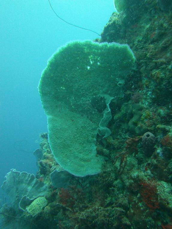 Esponja durante mergulho nas paredes submersas ao sul de Roseau, em Parque Nacional submarino em Dominica, no Caribe